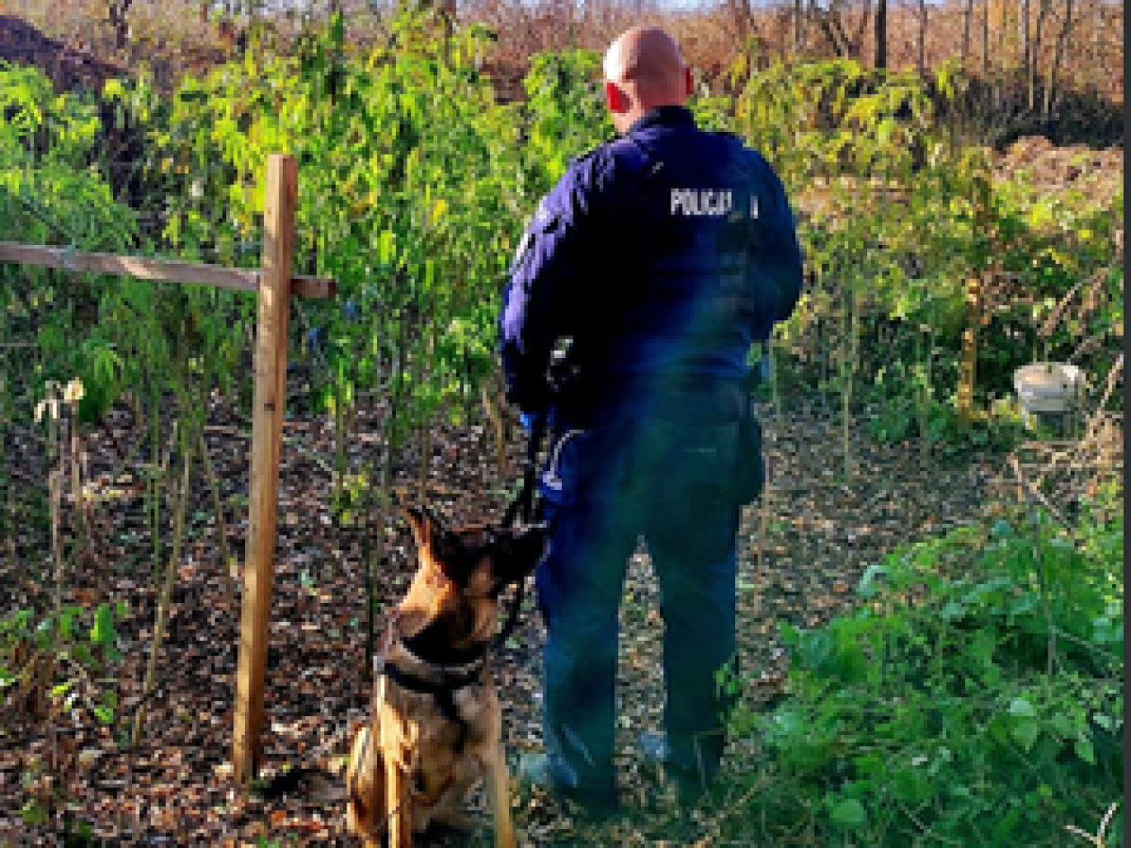 Policjanci szli jak po nitce do kłębka. Na klatce czuć było marihuanę