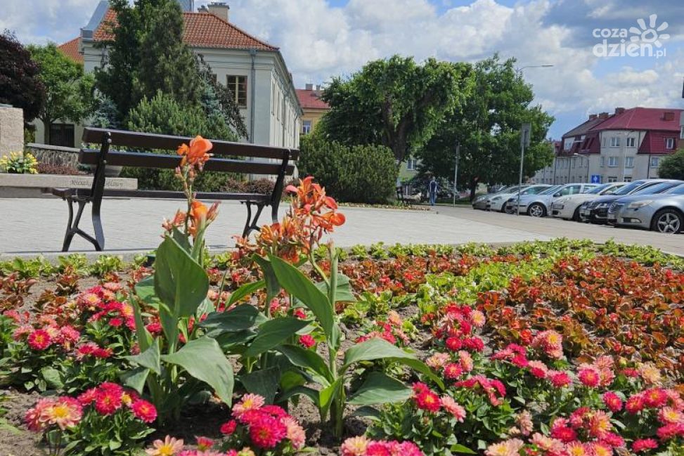 Mława kwitnie latem: ponad 44 tysiące kwiatów ozdobi miasto