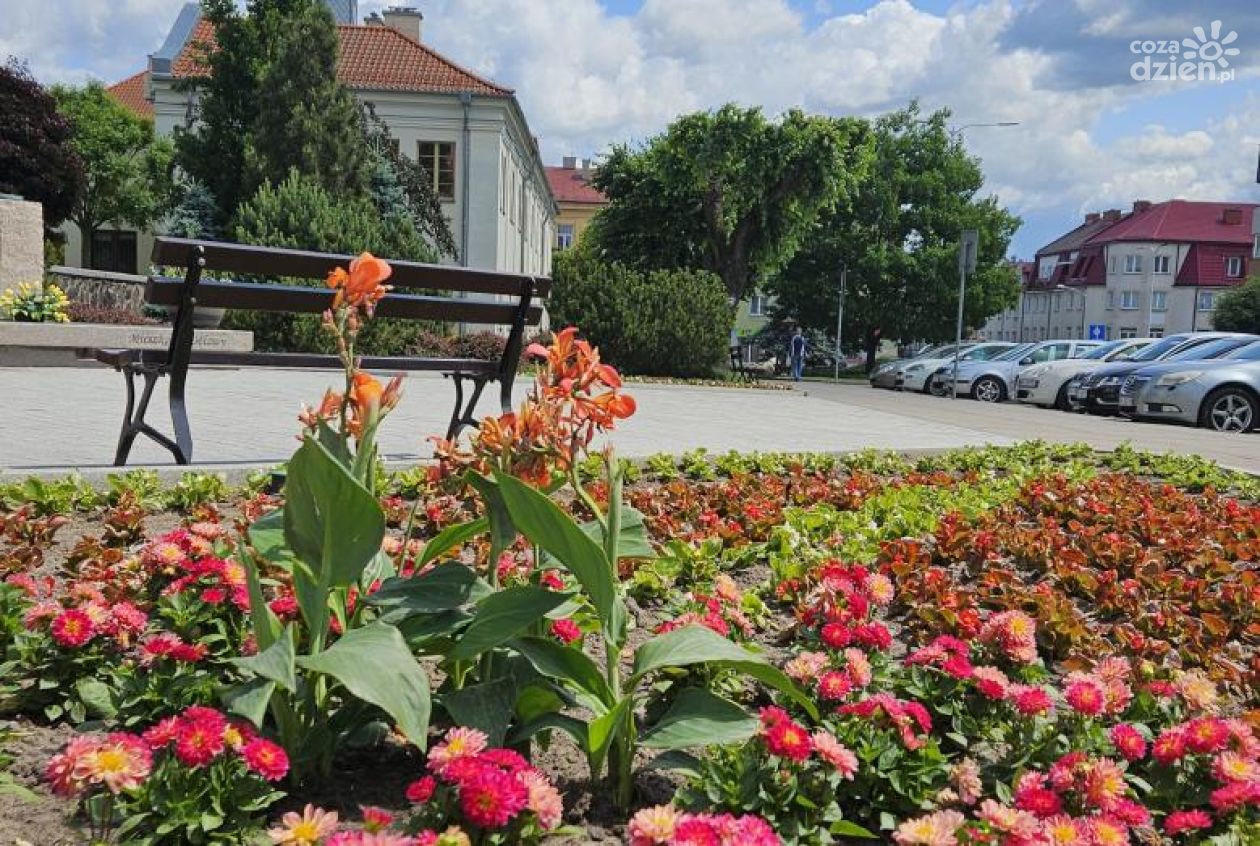 Mława w pełnym rozkwicie. Letnie nasadzenia zmieniają miasto w ogród