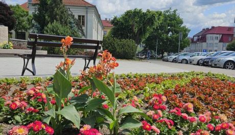 Mława kwitnie latem: ponad 44 tysiące kwiatów ozdobi miasto