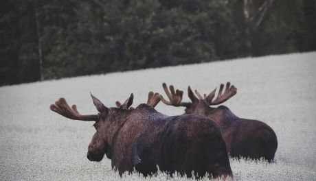 Łoś na drodze przyczyną wypadku. Dwie osoby w szpitalu